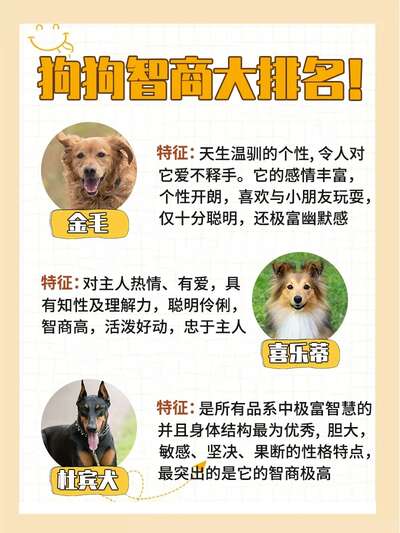 犬类智商排名大全：79个品种从天才到笨蛋完整排名