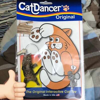 逗猫棒选购指南：Cat Dancer第一名便宜耐玩解放双手5款逗猫棒实测