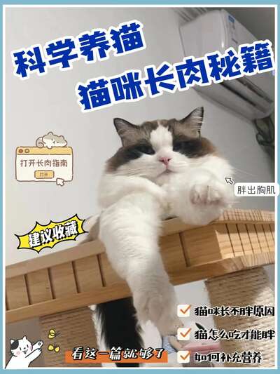 猫咪健康长肉不发胖的喂养秘籍：从饮食结构到猫粮选择全讲透