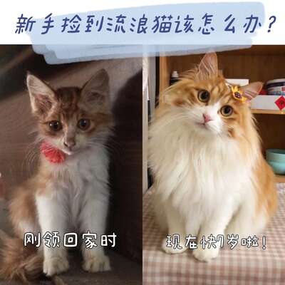流浪猫救助全流程：从发现到领养一步步教你