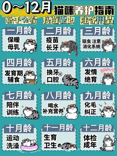 0到12个月猫咪养护全攻略，分月龄手把手教你养猫