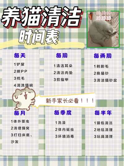 新手养猫清洁攻略，养出干净健康的小猫咪
