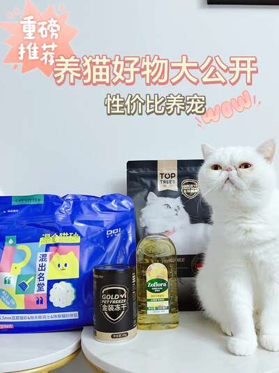 养猫两年，它改变了我的哪些生活习惯