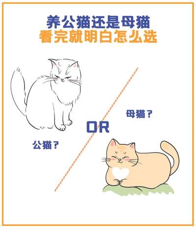 猫咬人怎么办：从幼年咬手到成年攻击的纠正方法