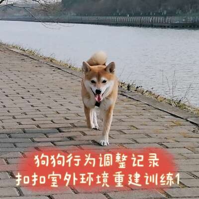 狗狗焦虑行为怎么识别和纠正？从恐惧到重建的完整训练路径