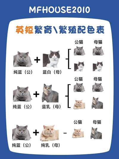 暹罗猫饲养指南：话痨粘人的猫中狗有多特别