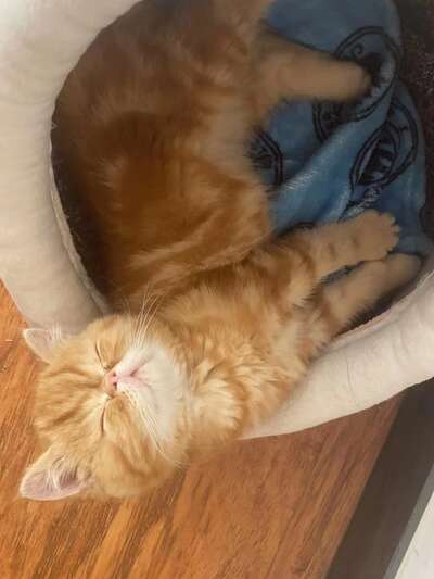 加菲猫幼崽喂养全攻略：3月猫粮推荐与5款对比评测