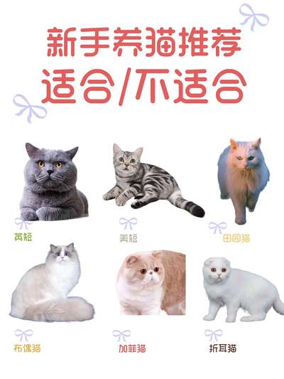 新手养猫品种推荐与避坑指南：适合和不适合入门的八种猫全拆解