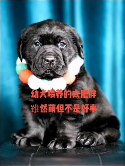 犬类生理指标百科：体温心率呼吸频率正常值与异常判断