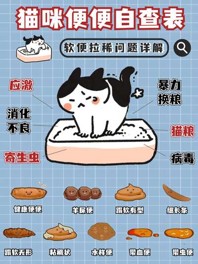 猫咪软便拯救指南：从便便颜色到六大原因，一步一步排查出根本问题