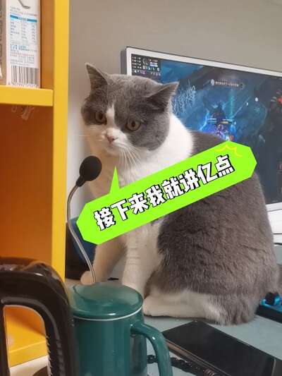 养猫省钱不省质量：低成本精致养猫攻略