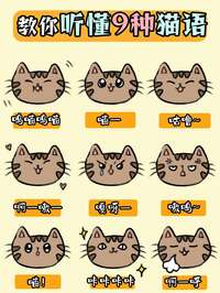 猫咪身体语言全解码：耳朵、尾巴、瞳孔在说什么，新手也能秒懂