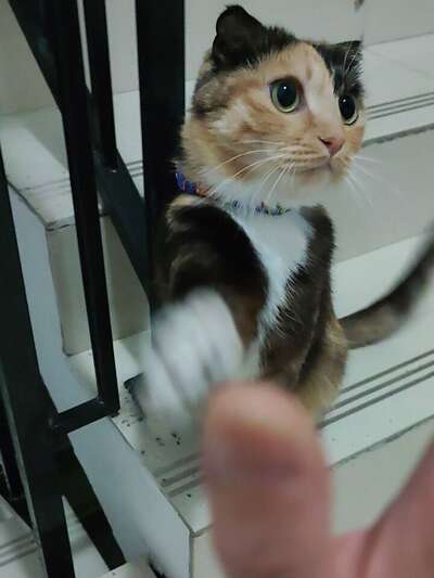 胆小猫咪也能出门散步！脱敏训练实操攻略
