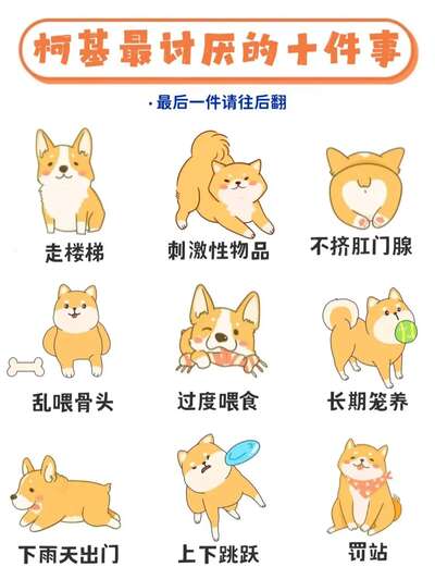 柯基最讨厌的10件事：新手养柯基必看避坑清单