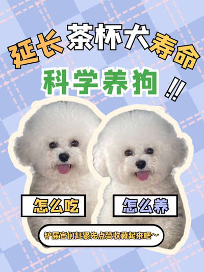 犬类寿命排名大全：小型犬活到20岁大型犬只有8年
