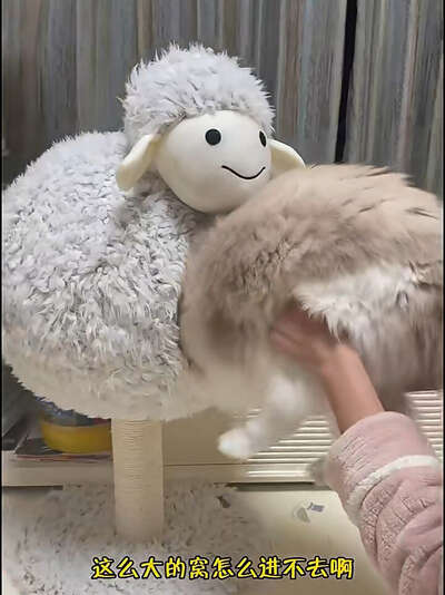 猫咪猫窝选购指南：5款推荐与避雷全攻略