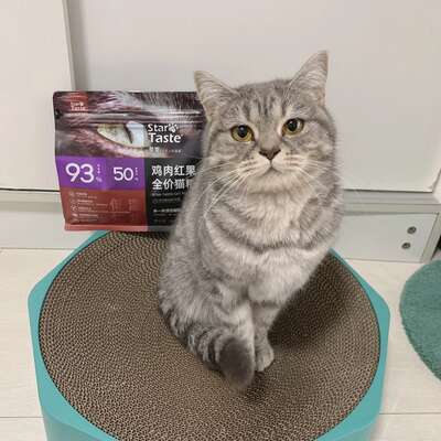 猫抓板选购5要点｜4种类型对比与使用指南