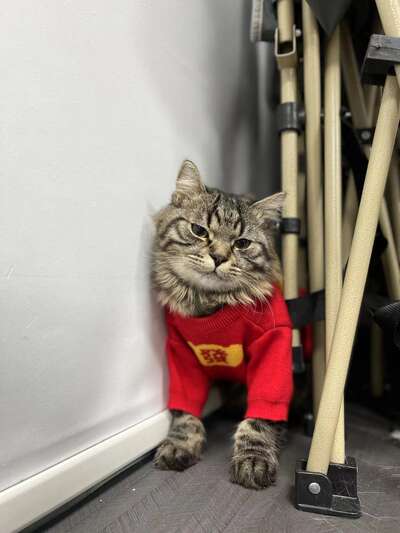 猫咪洗澡全流程实操指南：从准备工作到吹干收尾的十个关键步骤详解