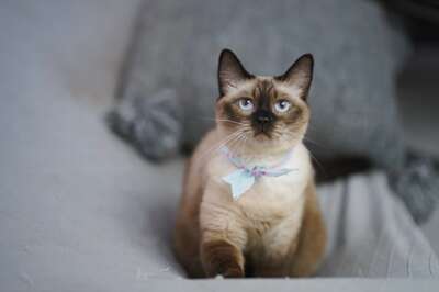 暹罗猫越养越黑越养越胖？五年铲屎官的养猫日记与反思
