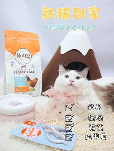 接新猫回家必备清单：猫粮日用等15件好物让你不手忙脚乱
