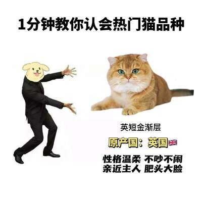 9大热门猫品种性格全解析：从英短到狸花，找到最适合你的那一只