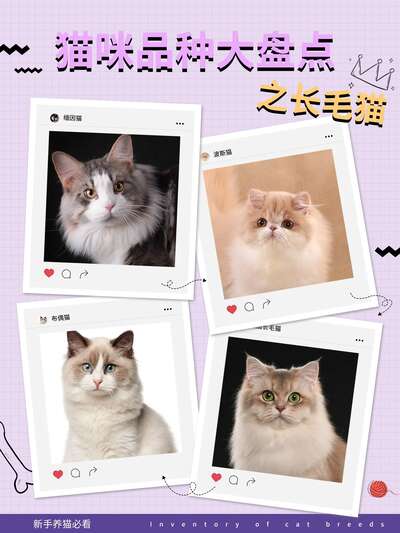 新手选猫品种实用方法：从生活方式匹配到健康筛查的五步决策框架