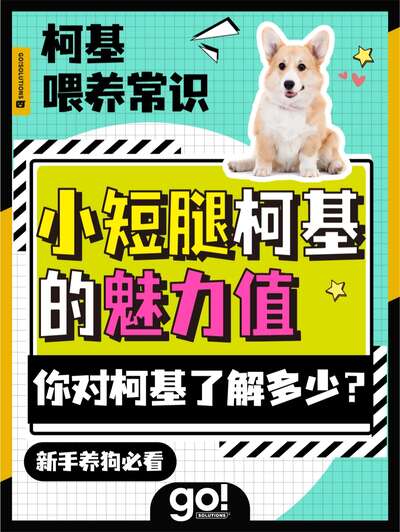 柯基犬种全科普：小短腿凭什么让英国女王痴迷70年？从牧牛犬到家庭宠