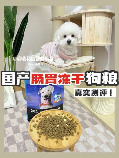 狗狗肠胃调理全攻略：从软便拉到成型便，三天见效的养护方案