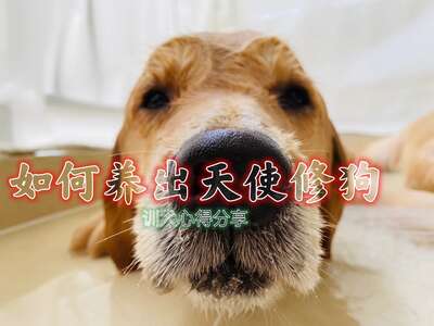 训犬零食怎么选？从鸡绕蛋黄到风干香肠的实战效果对比