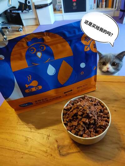 新手养猫第一个月的真实日记：从手忙脚乱到建立信任的全过程