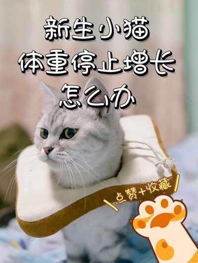 新生小猫体重不长怎么办：原因排查与急救方案