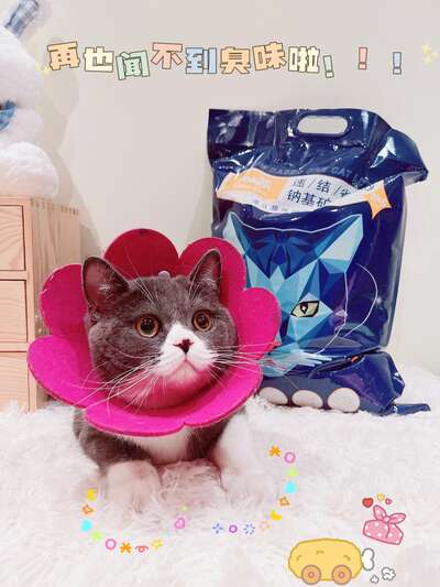 猫砂怎么选不踩坑？5种主流猫砂实测对比
