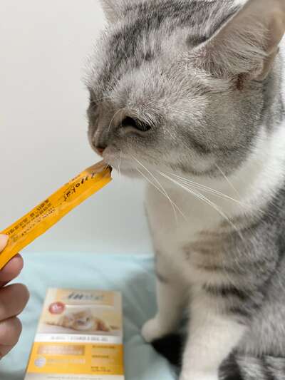 新手养猫准备清单全攻略：从用品采购到环境布置的十个必备步骤