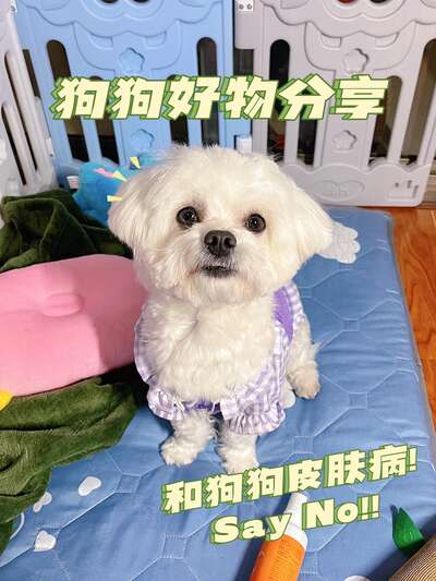 狗狗皮肤病大全：五种常见类型症状识别与防治全攻略