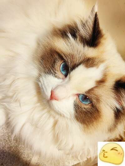 猫用品别再交智商税了！十大平替好货清单让养猫省一半