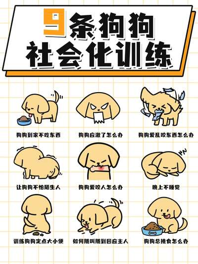 狗狗社会化训练五步实操法：从胆小怕人到自信出门的完整训练方案