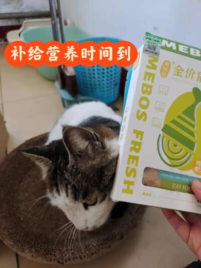布偶猫到底有多「贵气」？从颜值到性格再到养法，一次讲清楚