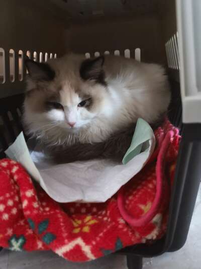 绝育后猫瘟的惨痛教训：为什么术前检查和医院选择比手术本身更重要