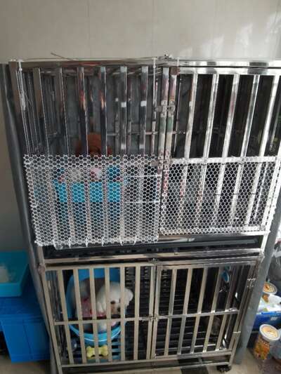犬种分类百科：7大类犬种特点与适合人群完整指南