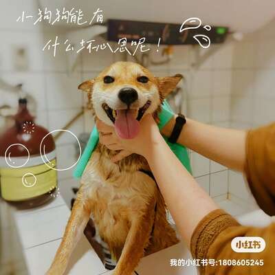宠物洗护全指南：从在家DIY到专业店护理，5大场景帮你选最省钱方案