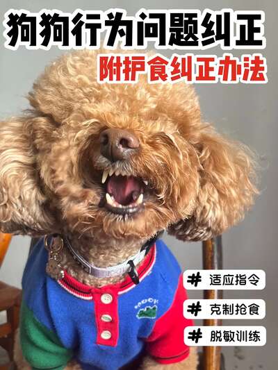 狗狗护食行为纠正指南：3步脱敏训练让狗狗不再低吼抢食
