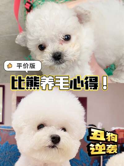 比熊尴尬期养毛攻略：从丑狗到毛量爆发的实操方案