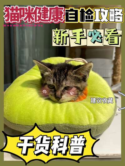 猫咪健康自检全指南：从精神状态到排泄异常，8年养猫经验帮你判断猫咪是否生病