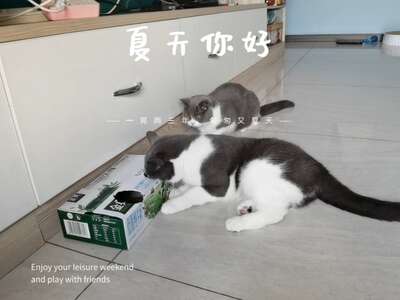 猫玩具不用买贵的纸箱自制5款零成本玩具猫咪玩到停不下来省钱又好玩