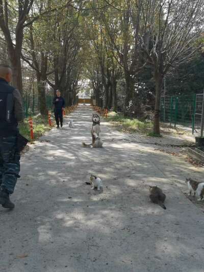 新手训犬入门实操：五个基础指令教学步骤与常见失败原因分析