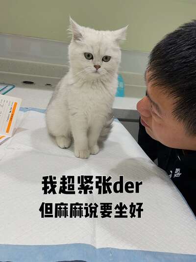 猫咪疫苗接种全攻略：时间表、种类与抗体检测详解