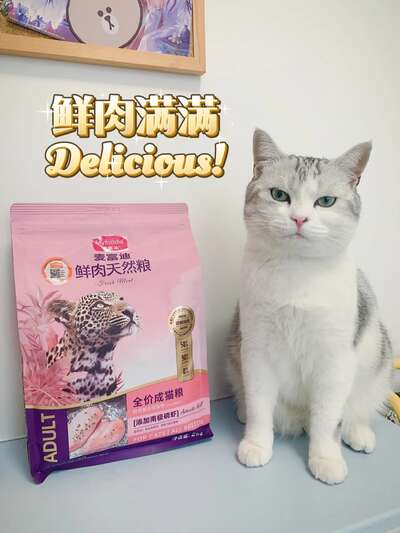 母猫绝育和公猫绝育差别有多大？恢复期、营养、护理完全不一样
