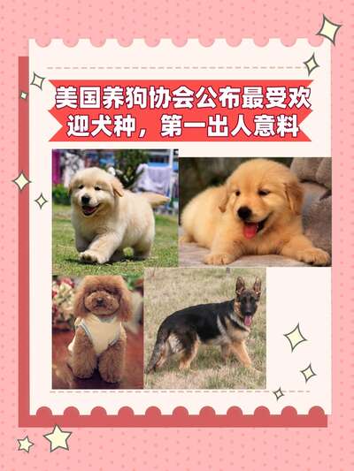 拉布拉多犬全攻略：性格智商优缺点与新手饲养要点一次看明白