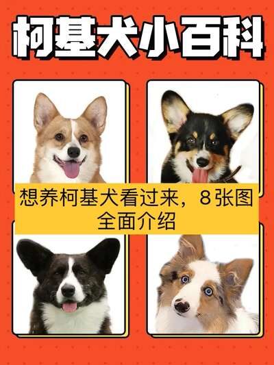 柯基犬四种颜色性格特征：双色三色貂色长毛全解析