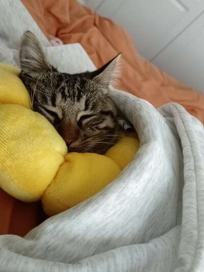 猫咪不亲人是因为不爱你吗：读懂猫咪的信任逻辑